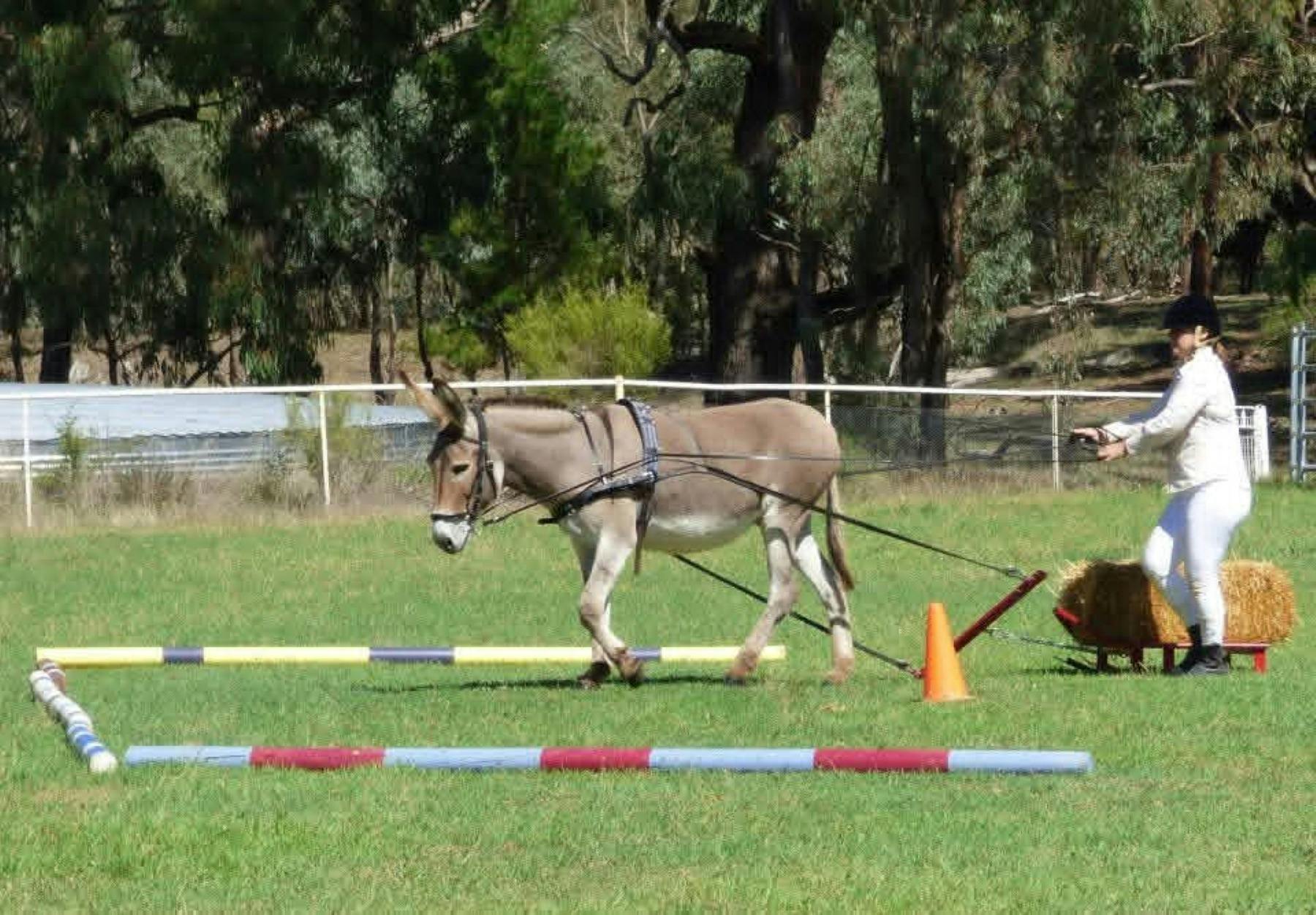 Donkey All Breeds National Show