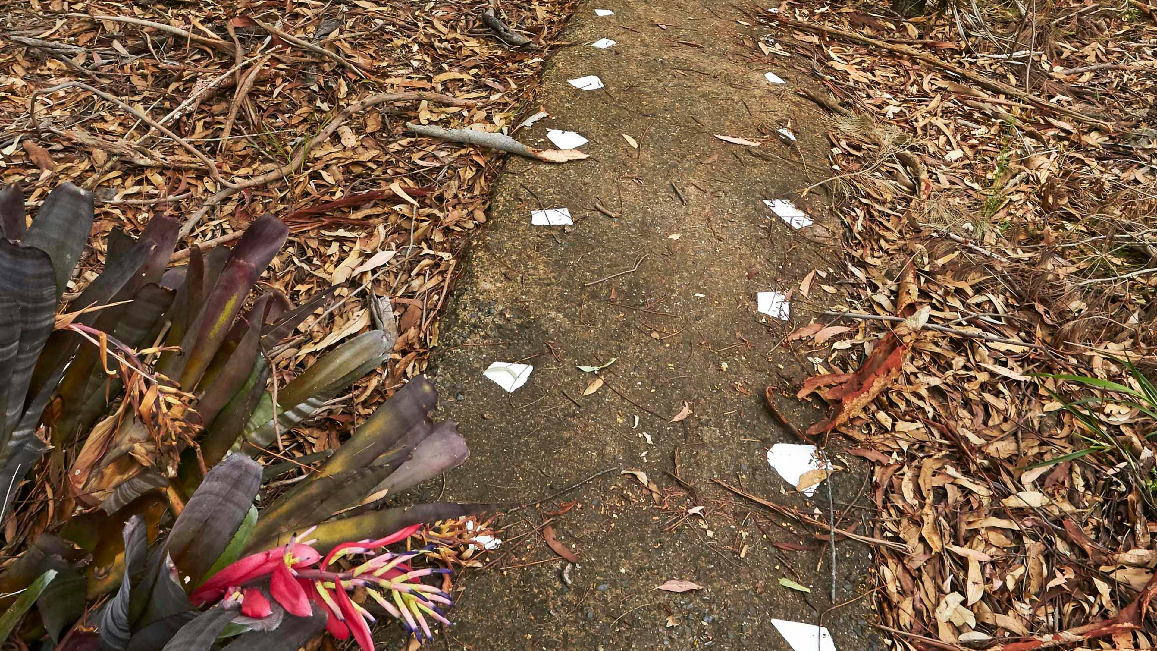 track to camping area near cabin