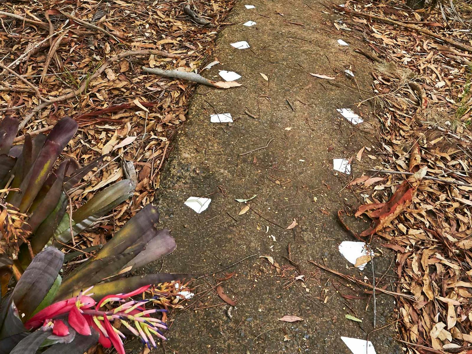 track to camping area near cabin