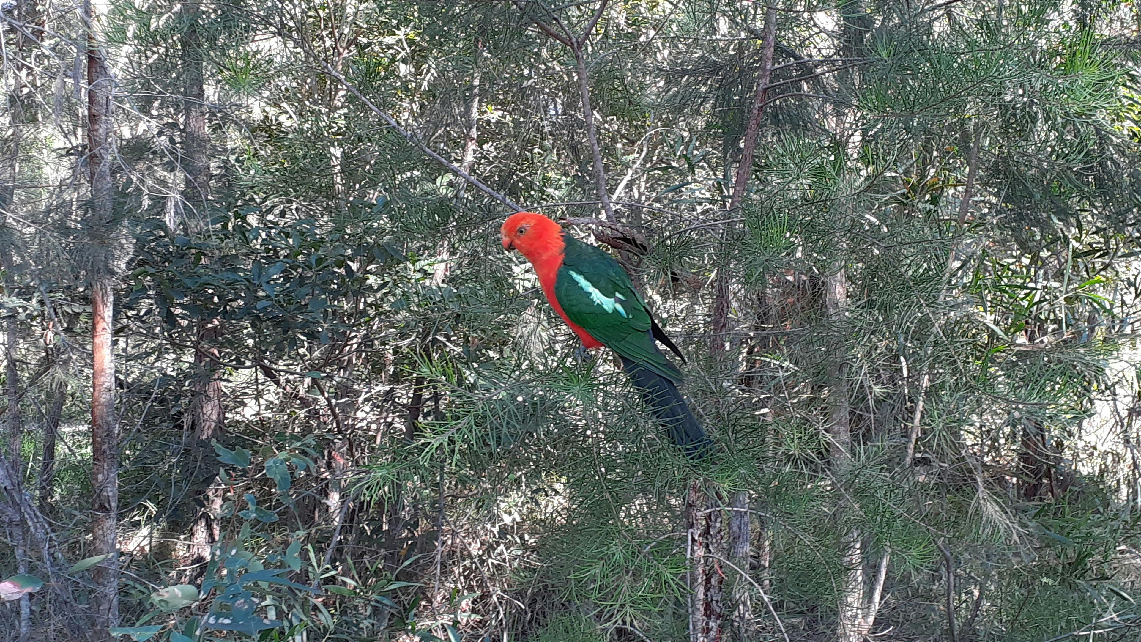 Dharawal Camp