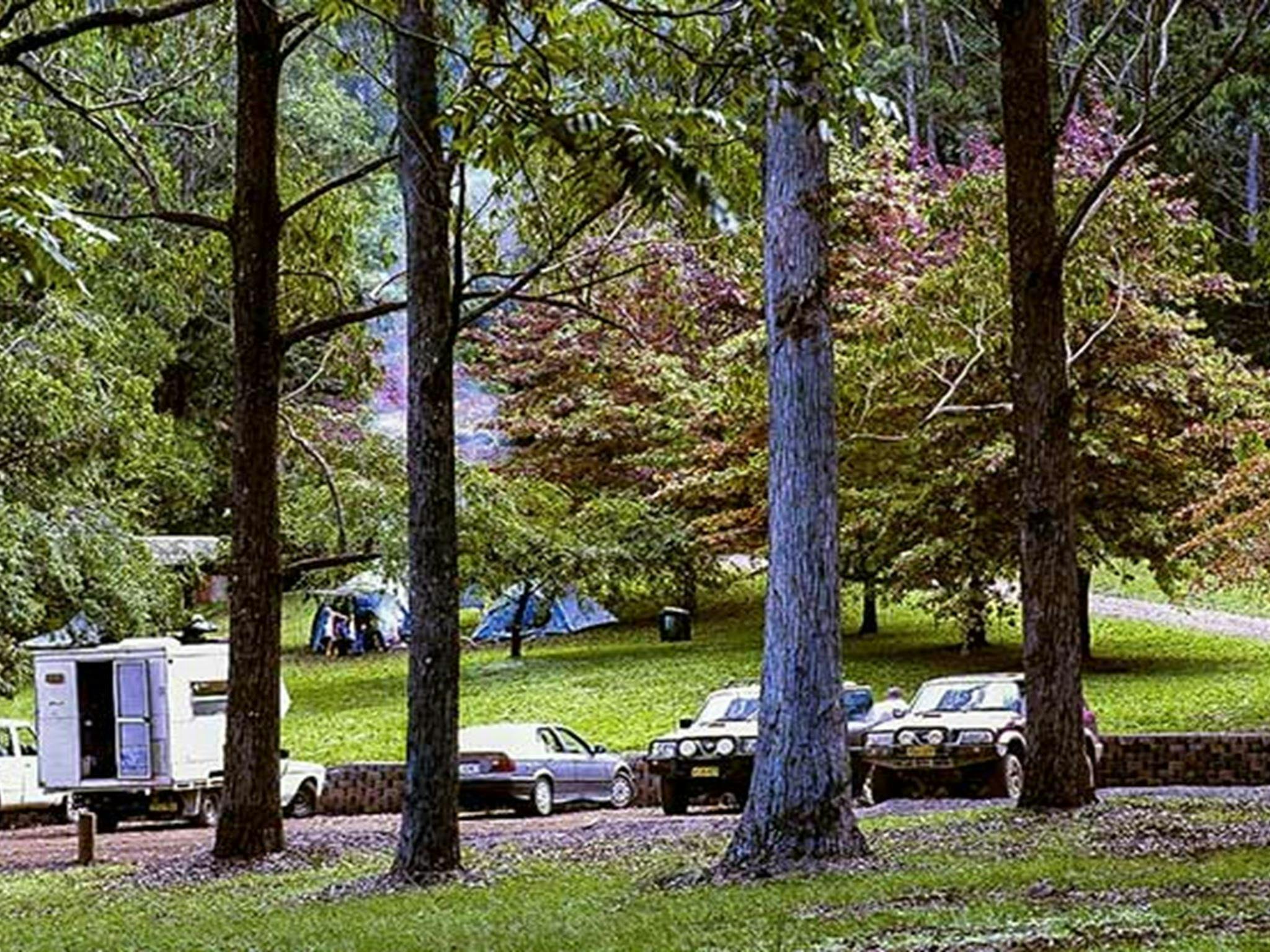 Dingo Tops campground, Tapin Tops National Park. Photo: Kevin Carter/NSW Government