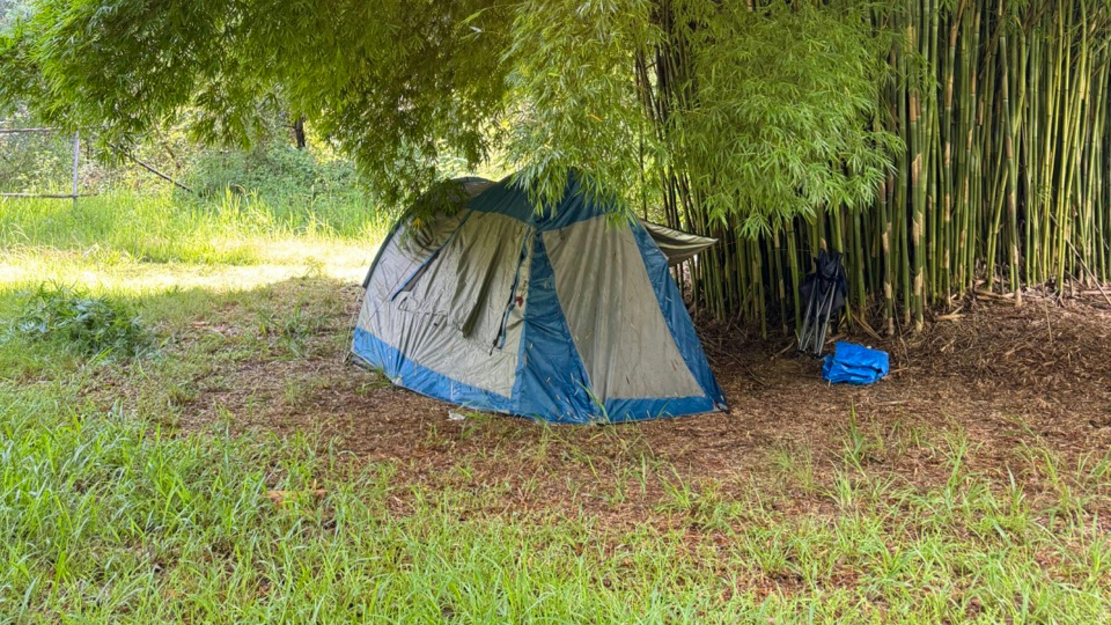 Camp under the shade of this graceful weaver's bamboo