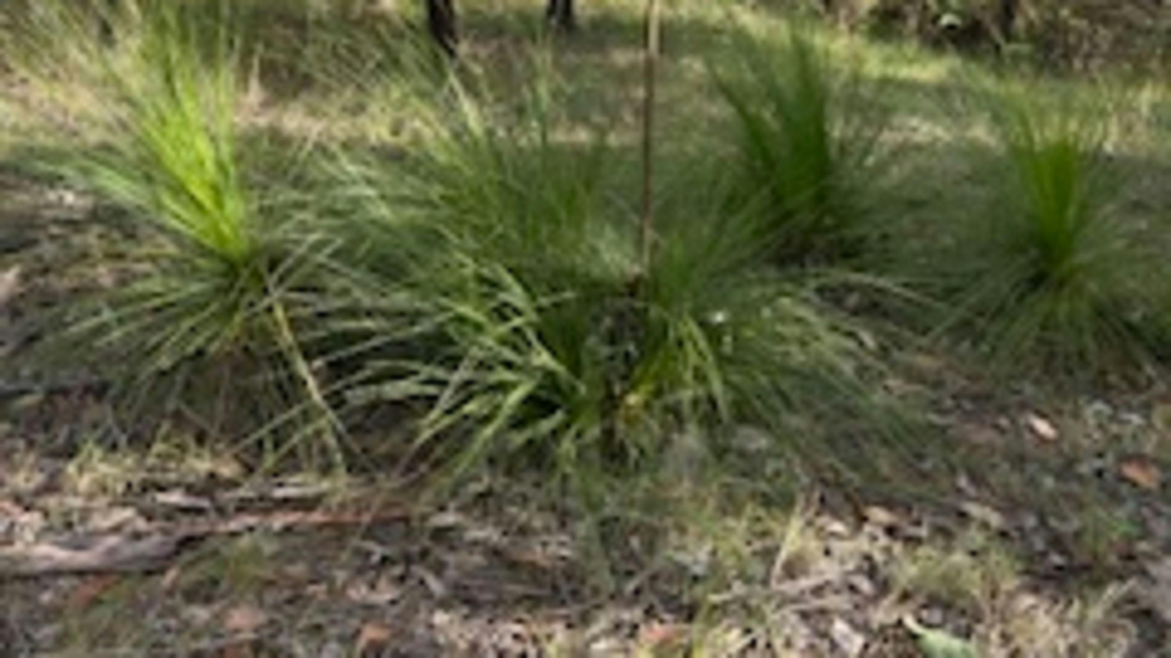 Bowrunga