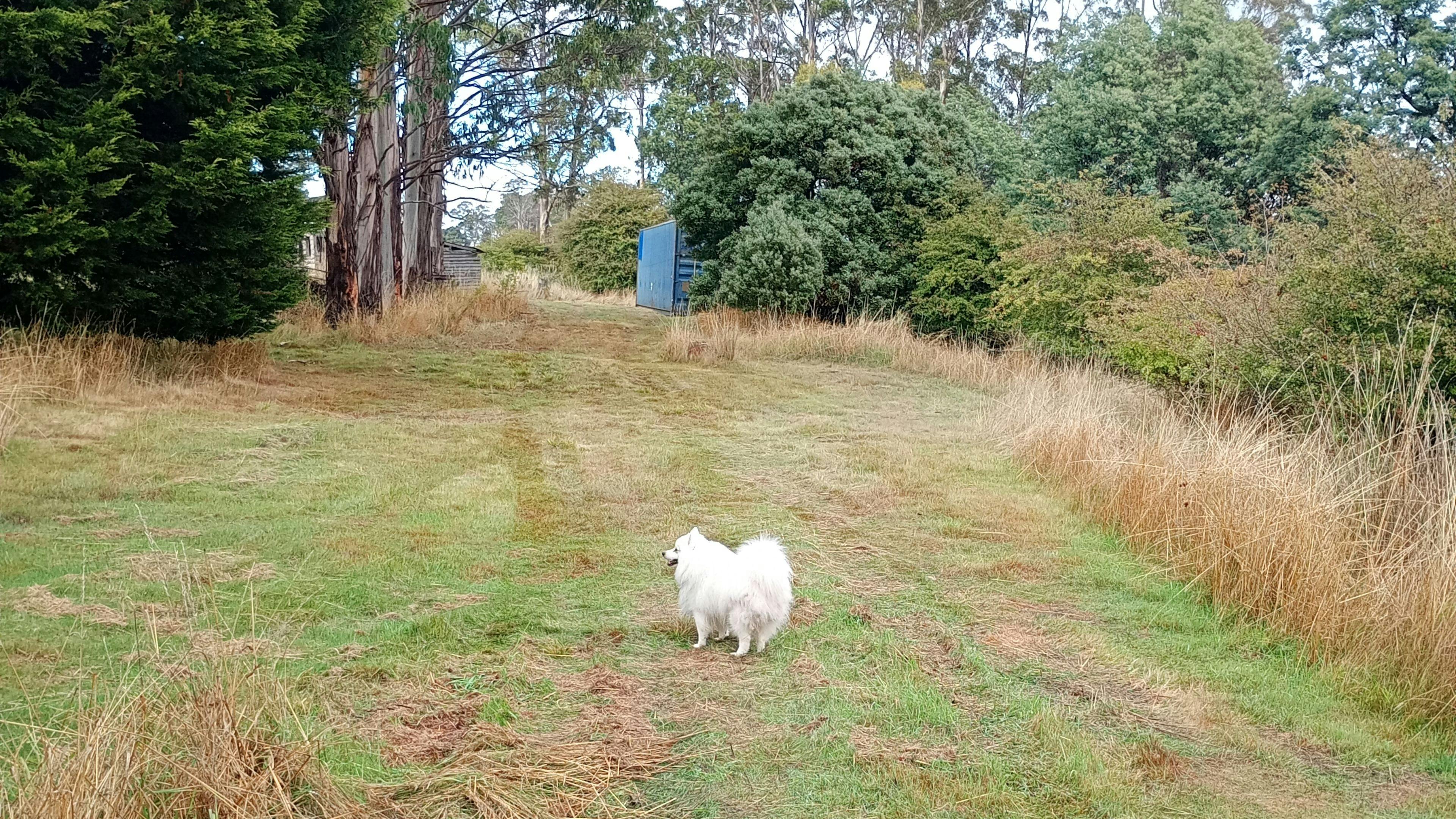 On The Hill in Patersonia campground