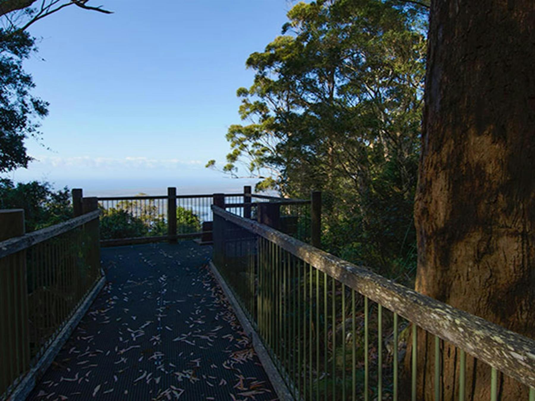 Rainforest Loop Lookout, Dooragan National Park. Photo: John Spencer/NSW Government