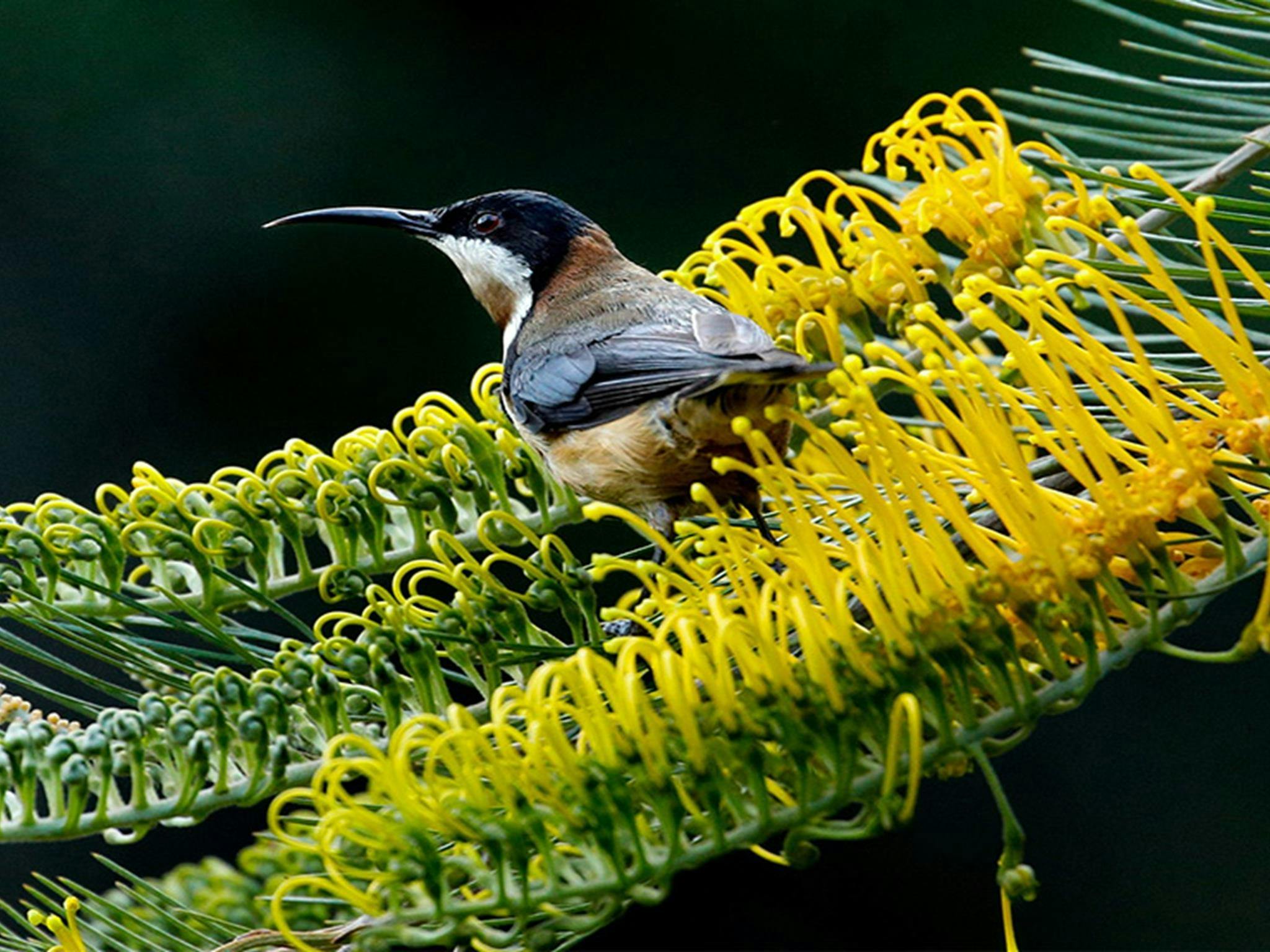 An eastern spinebill on a yellow grevillia. Photo: Andrew Turbill/DCCEEW &copy; Andrew Turbill