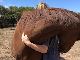 Therapy horses to pat and ask for a hug.