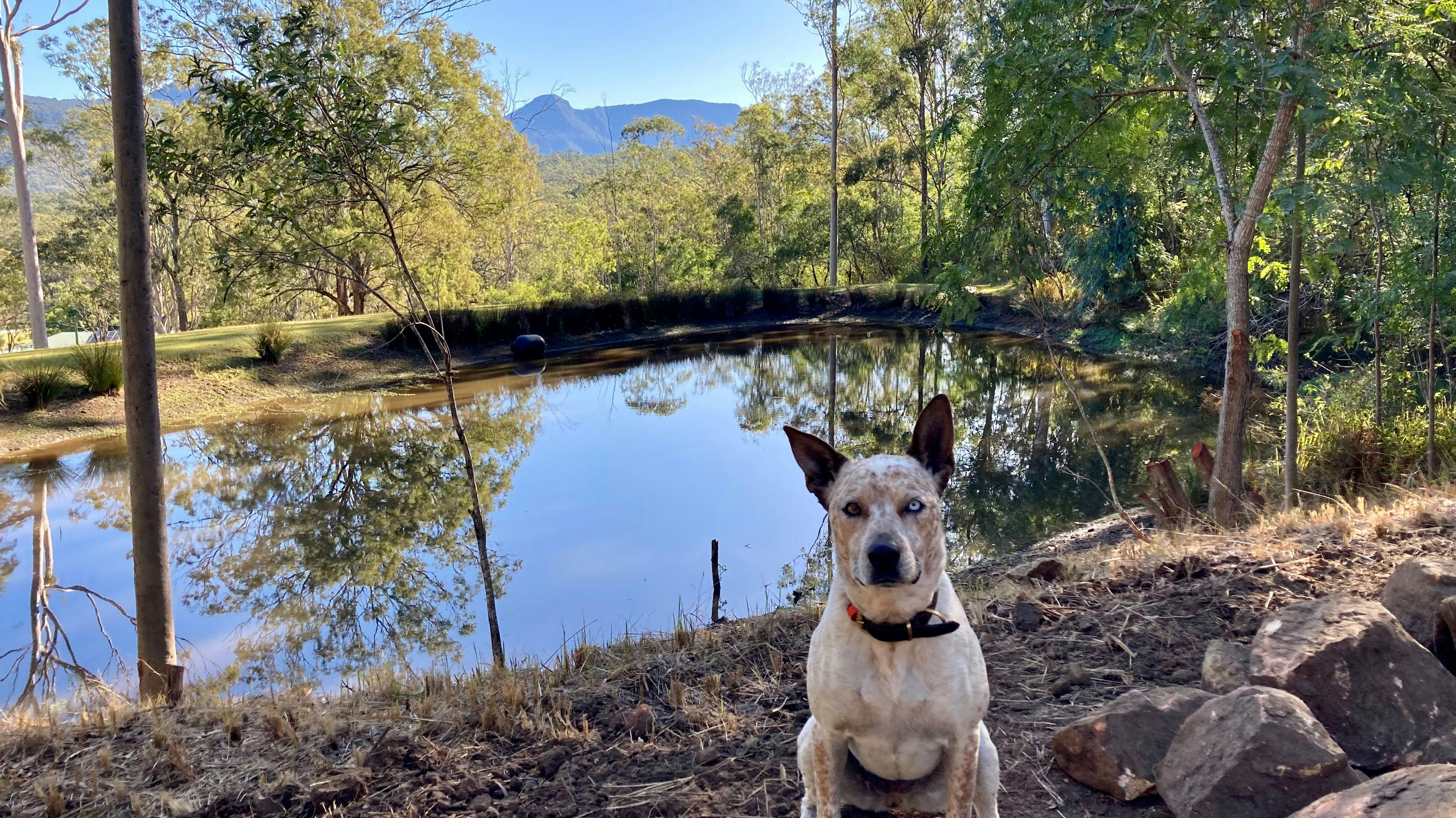 Dragonfly Dam - Moogerah