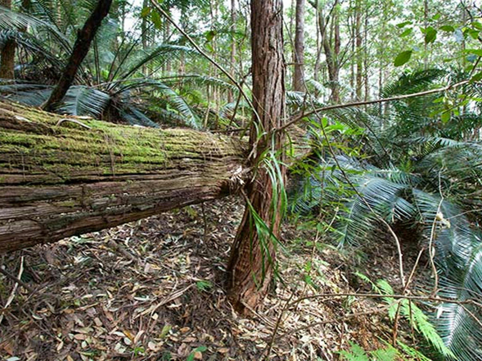 Rainforest, Dunggir National Park. Photo: Robert Cleary &copy; DPIE