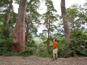 Rainforest, Dunggir National Park. Photo: Robert Cleary © DPIE