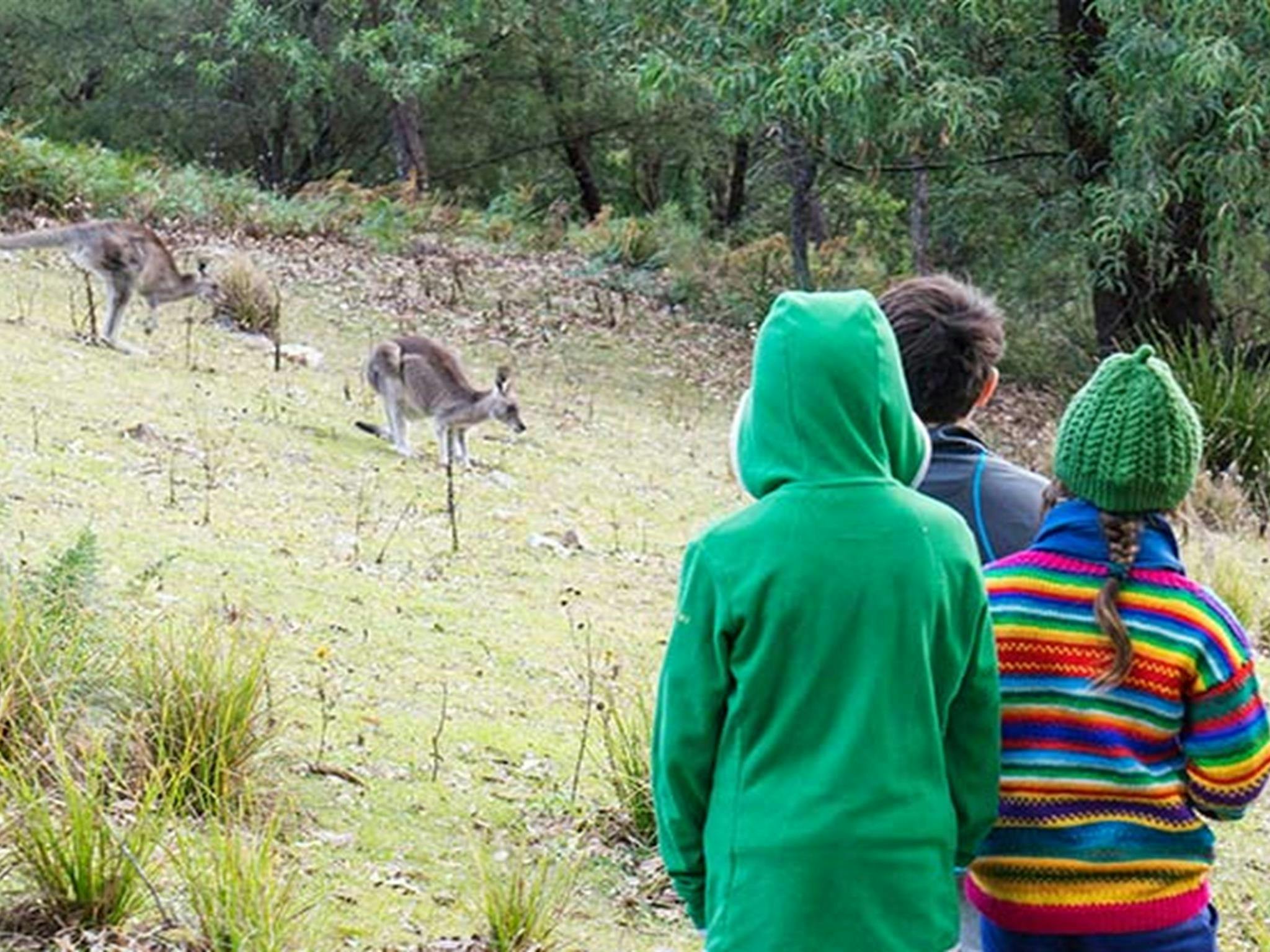 Kinder beobachten Kängurus auf dem Campingplatz Dunphys im Blue Mountains Nationalpark. Foto: Simone