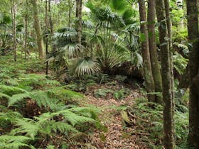Durras Lake Discovery trail