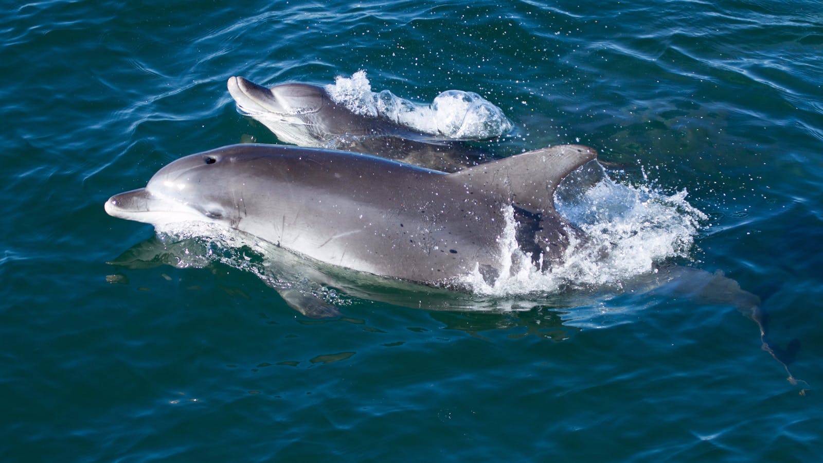 Dolphin Watch Cruises Jervis Bay