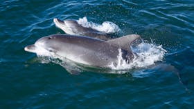 JB Dolphins