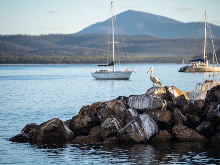 Snug Cove, Eden, Sapphire Coast NSW, Eden Wharf