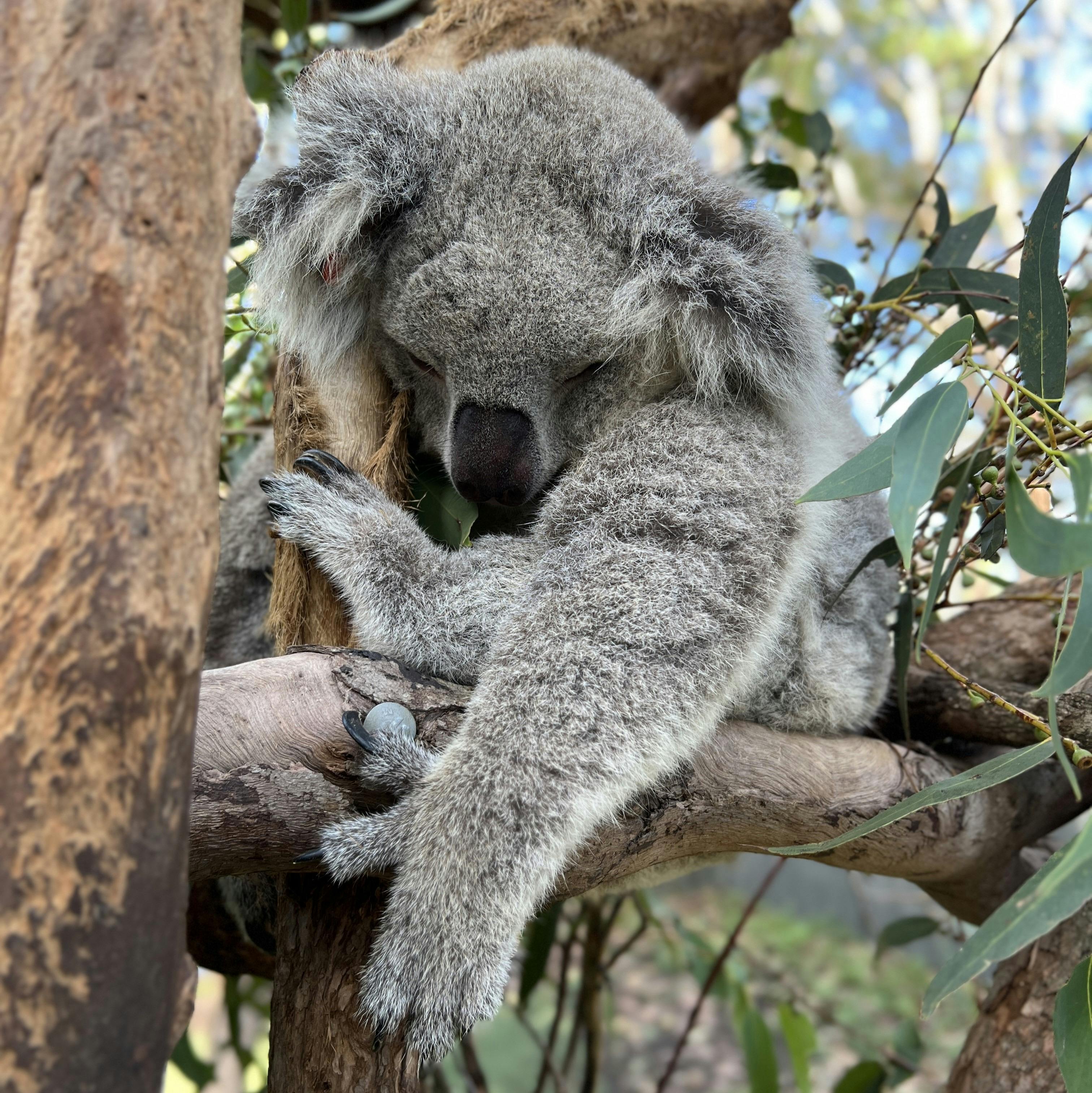Port Macquarie Koala Hospital
