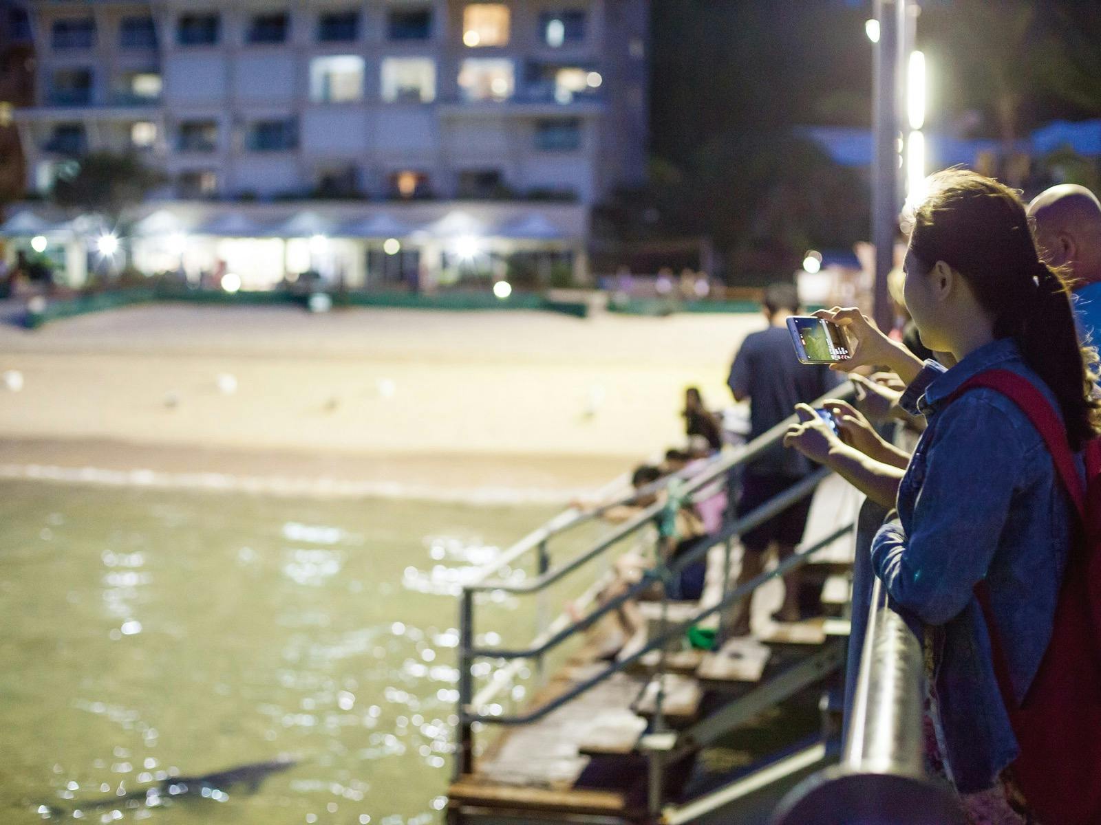 Dolphin Viewing