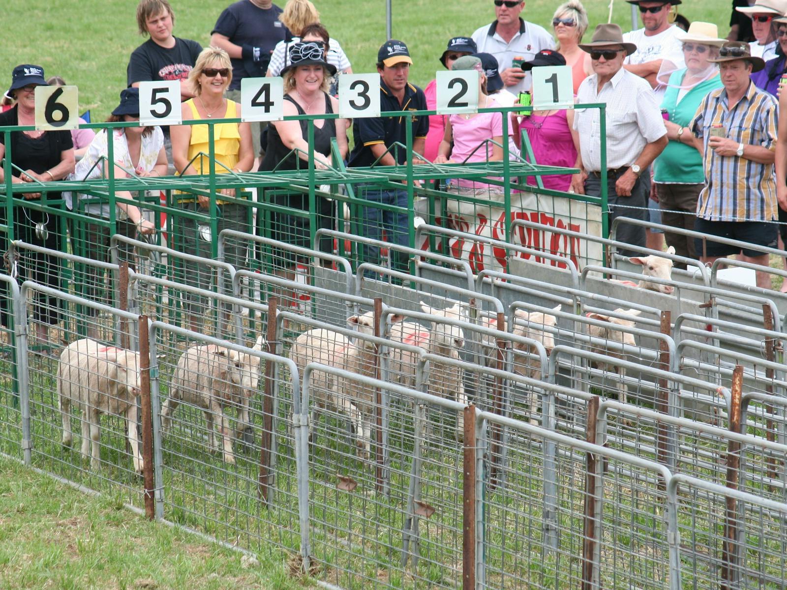 Image for Wakool Sheep Races