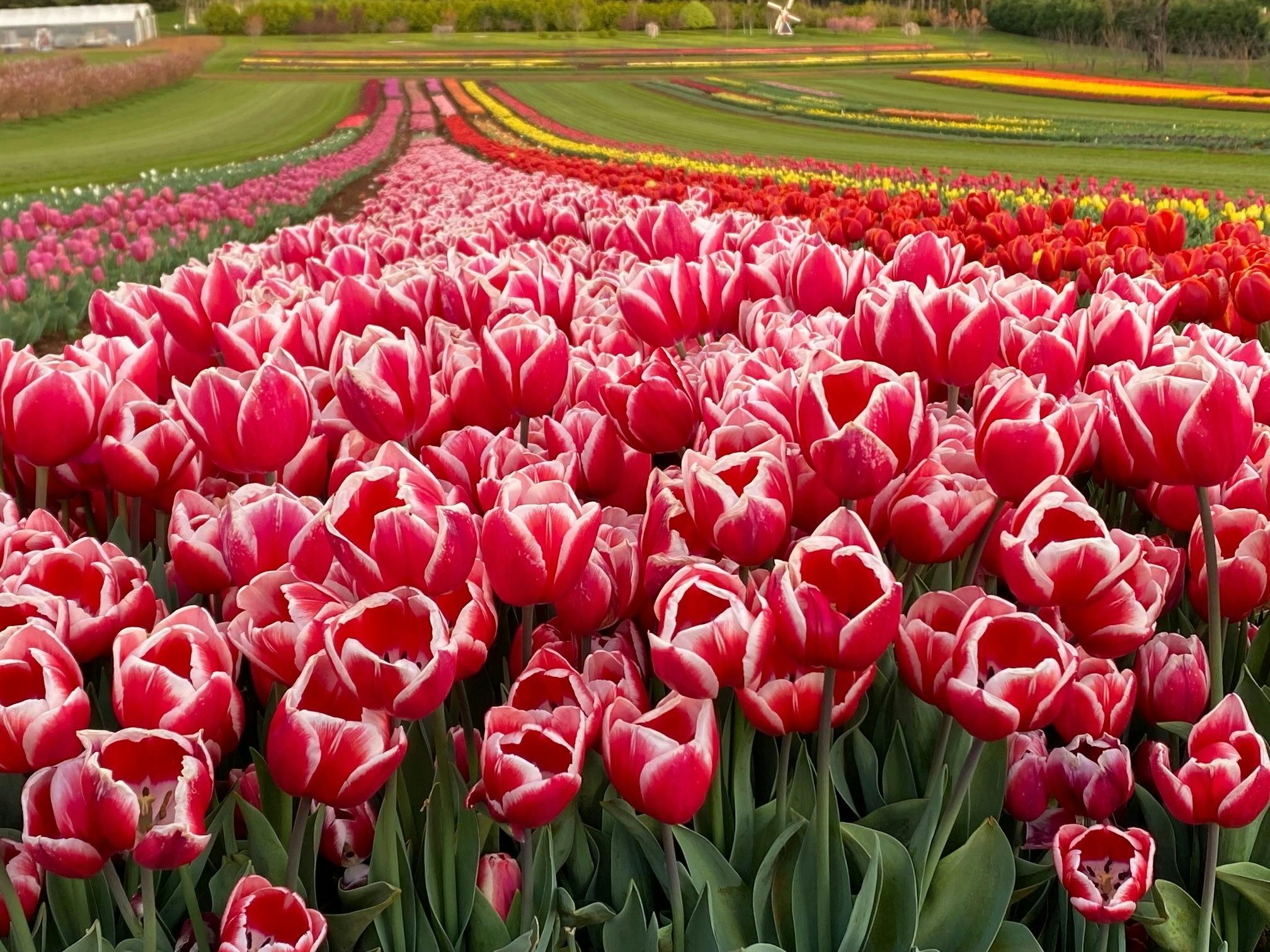Tulips as far as the eye can see!