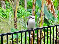 Kookaburra sitting on the back fence between the house and the rainforest.