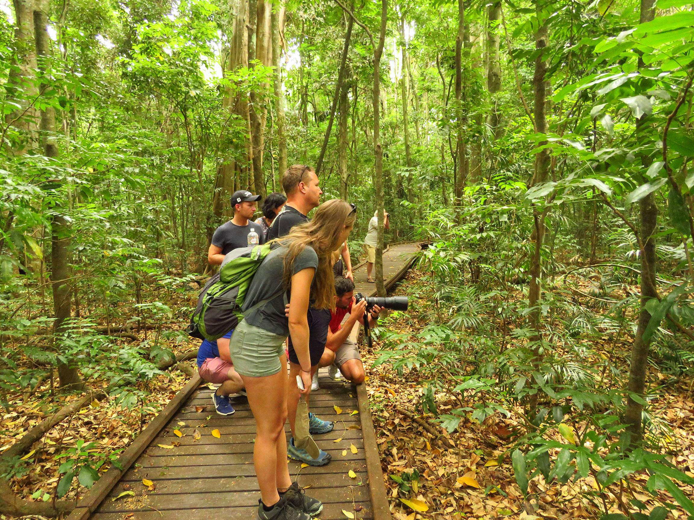 Looking for wildlife in the rainforest