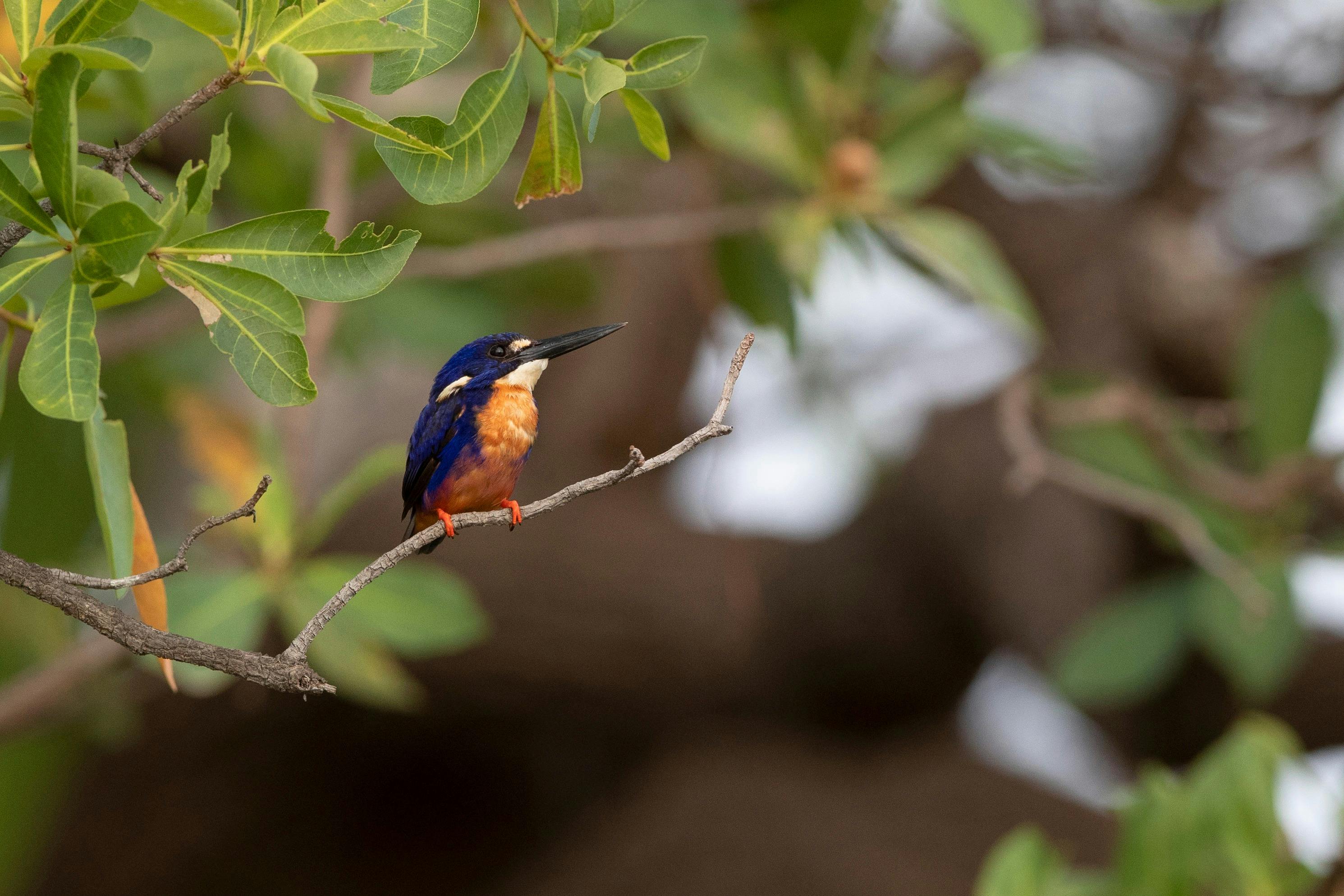 Bird photography guide Darwin