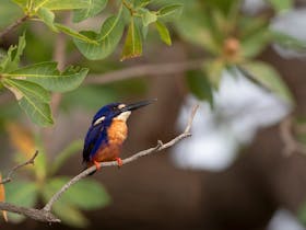 Bird photography guide Darwin