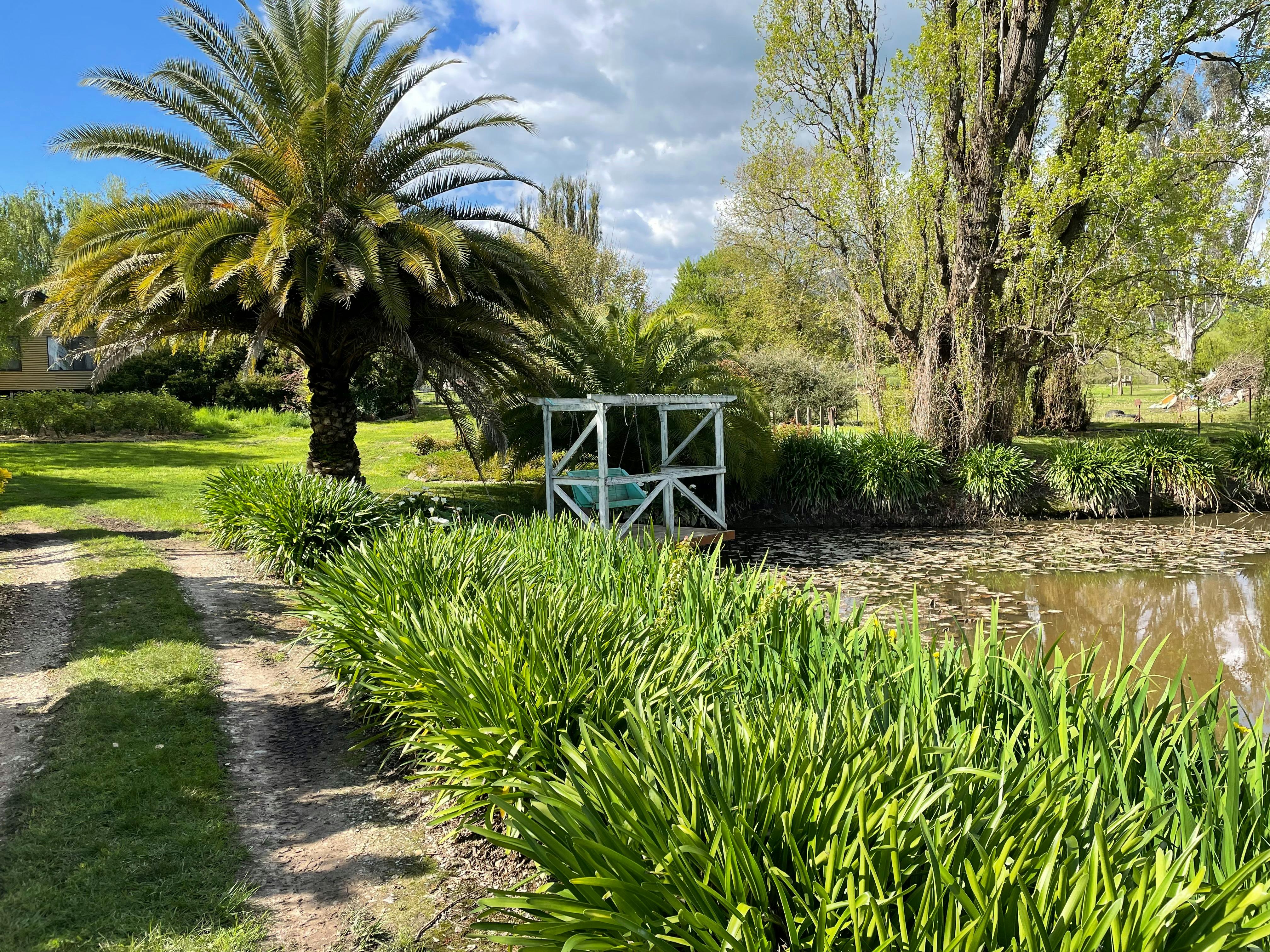 Open Gardens Victoria - Kelso Park, palm tree by dam