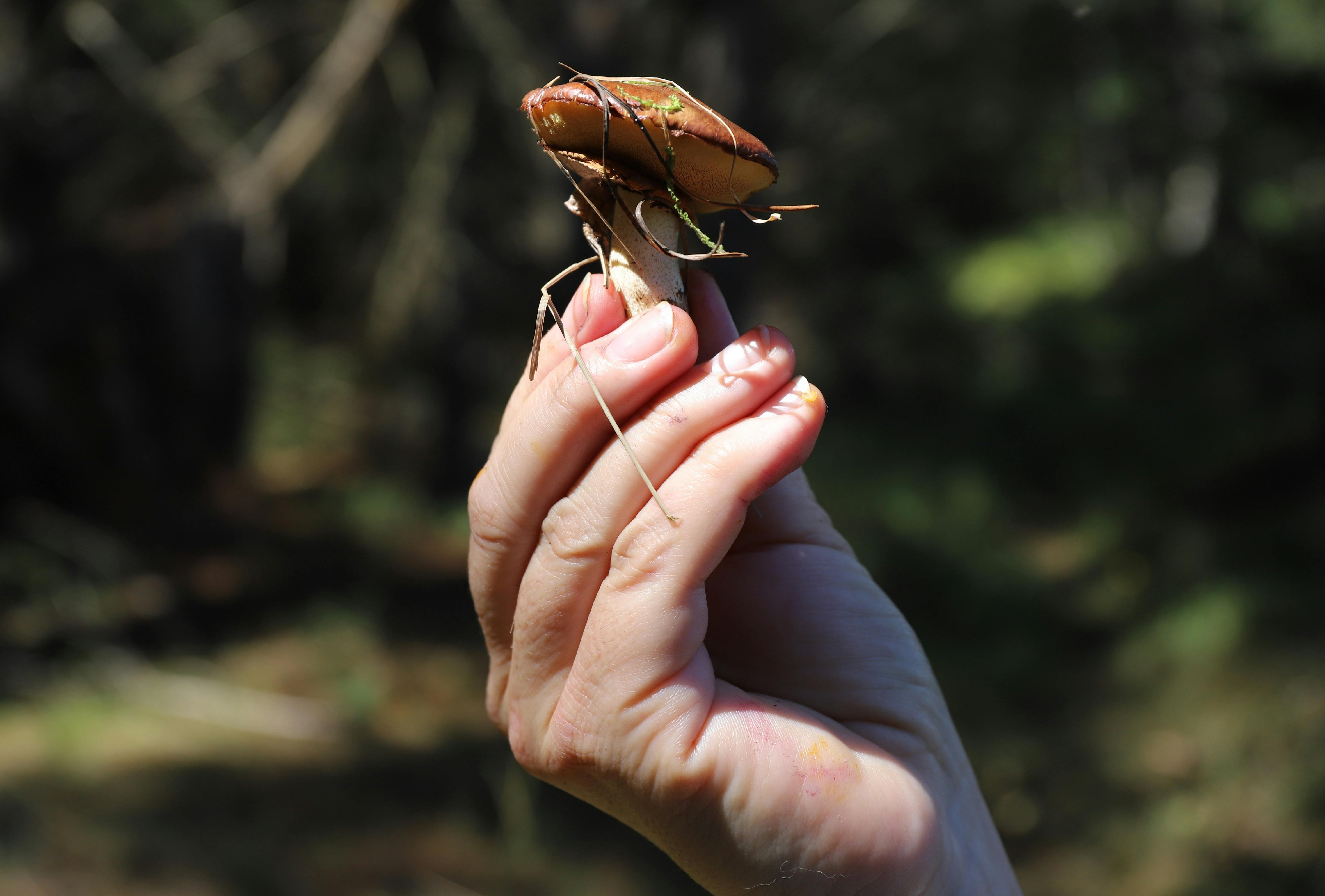 ANZAC Weekend Wild Mushroom Hunt