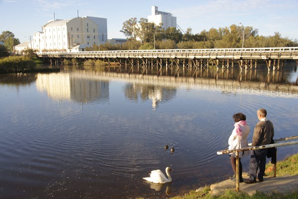 White Swans