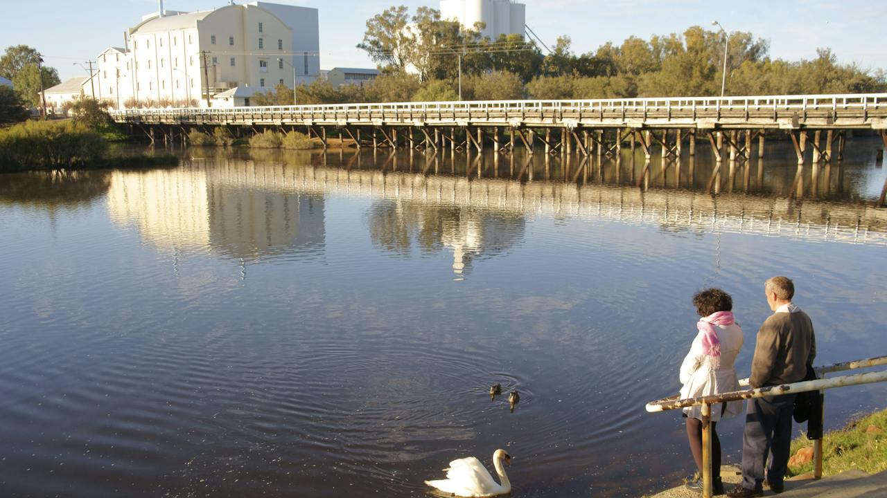 White Swans