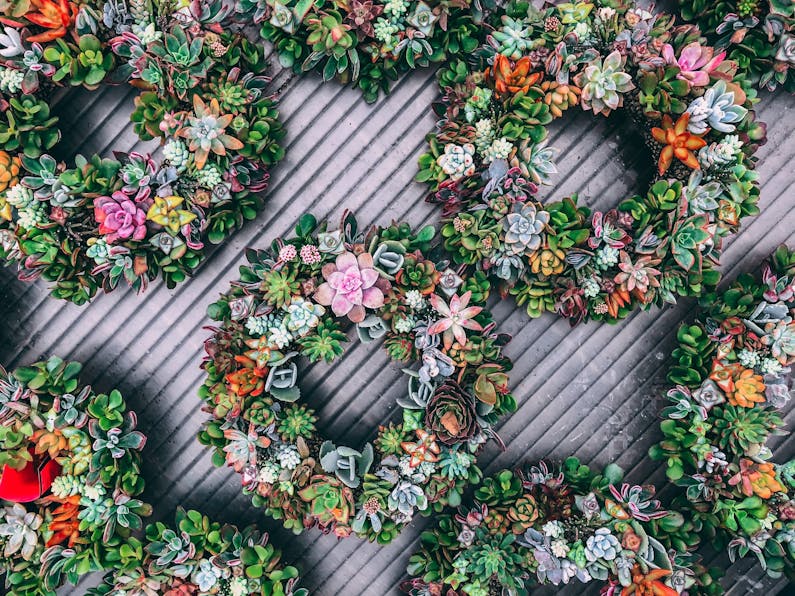 Image of the event 'Succulent Wreath Workshop'