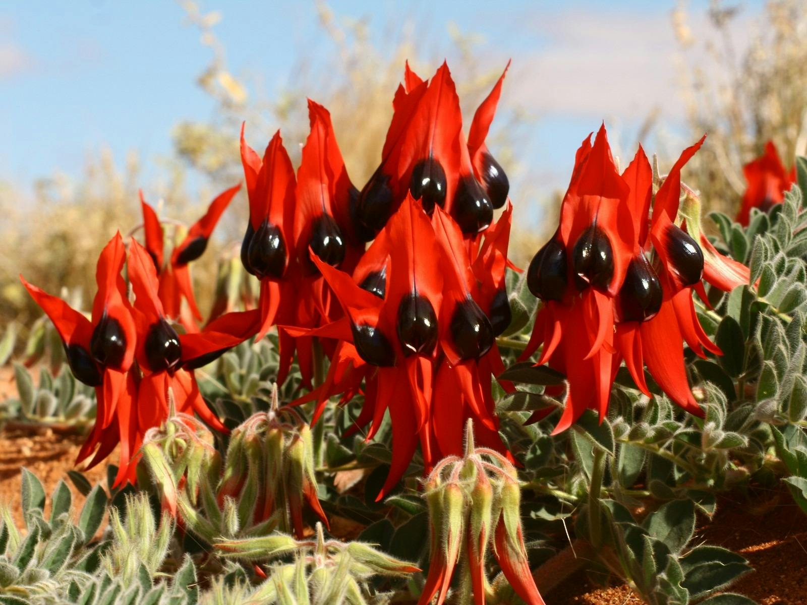 Desert flora