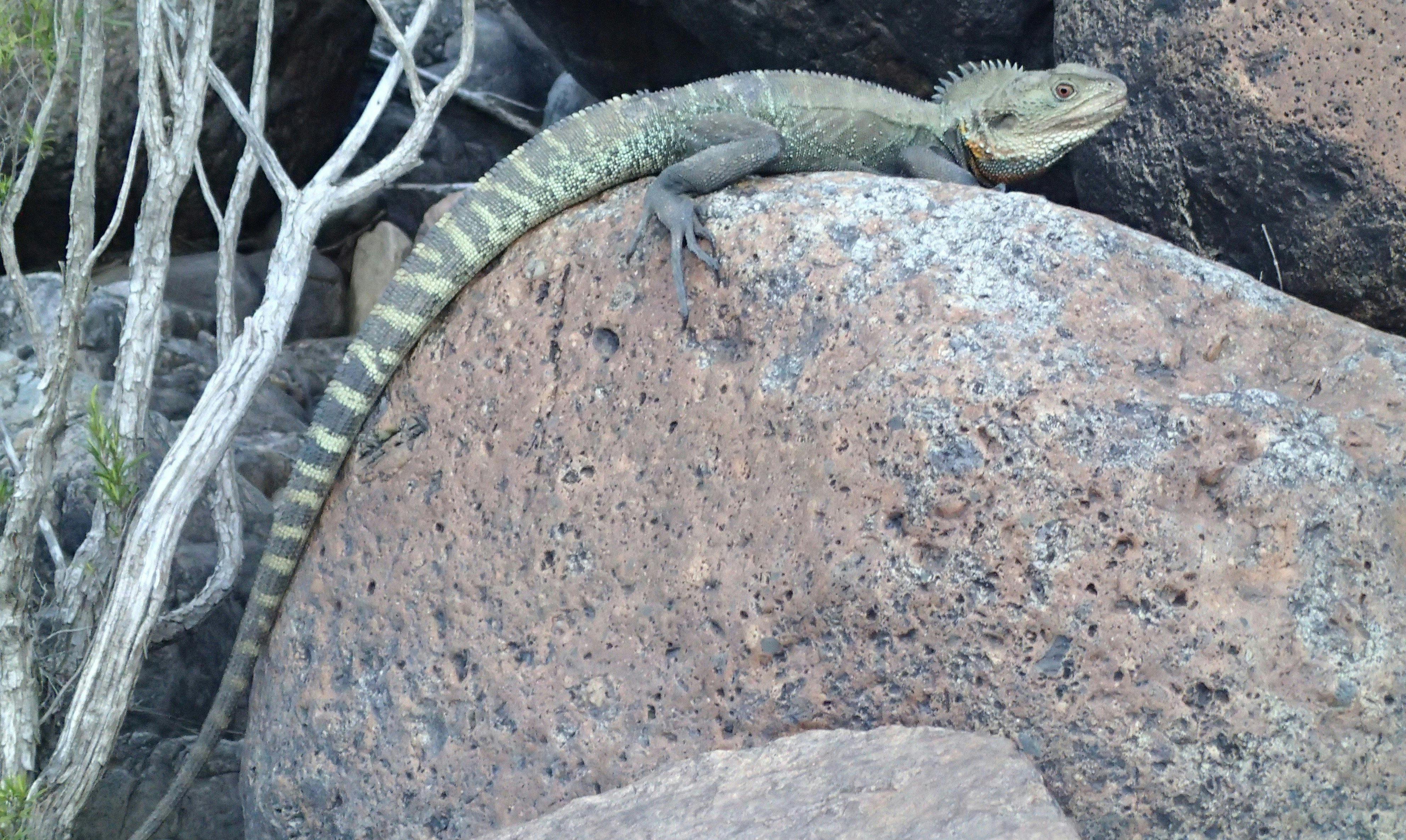 A water dragon lizard is resting on a large rock beside the Snowy River, he is  warming in the sun