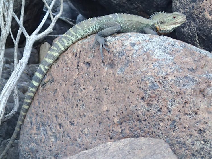 A water dragon lizard is resting on a large rock beside the Snowy River, he is  warming in the sun