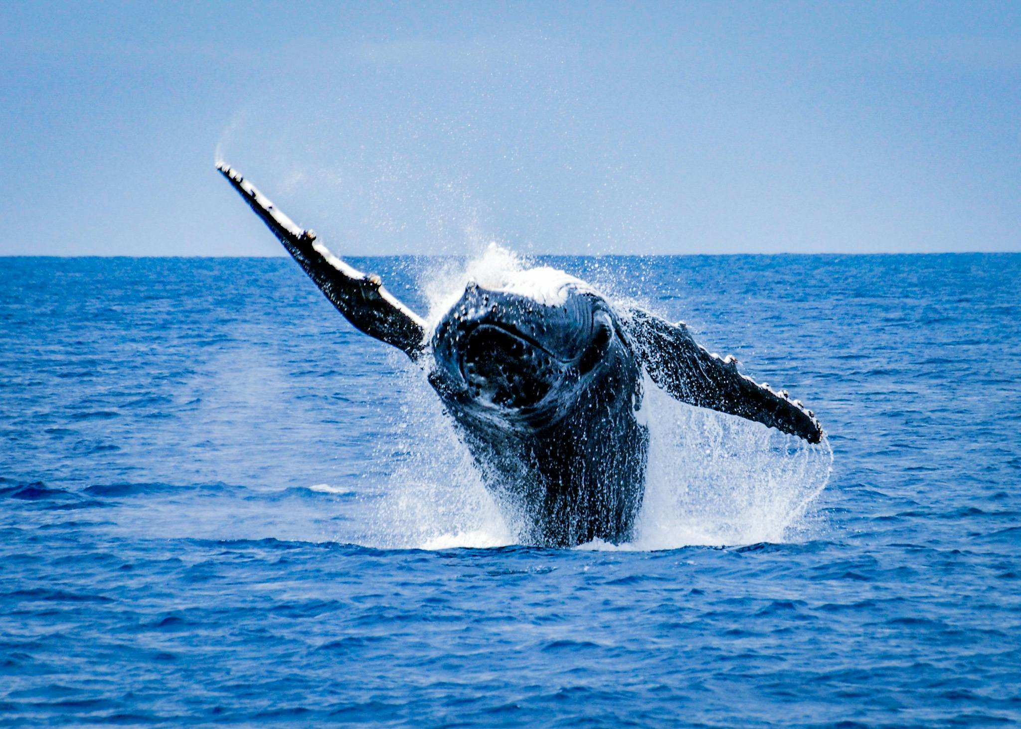 Ningaloo Ecology Cruises Glass Bottom Boat, Exmouth, Western Australia