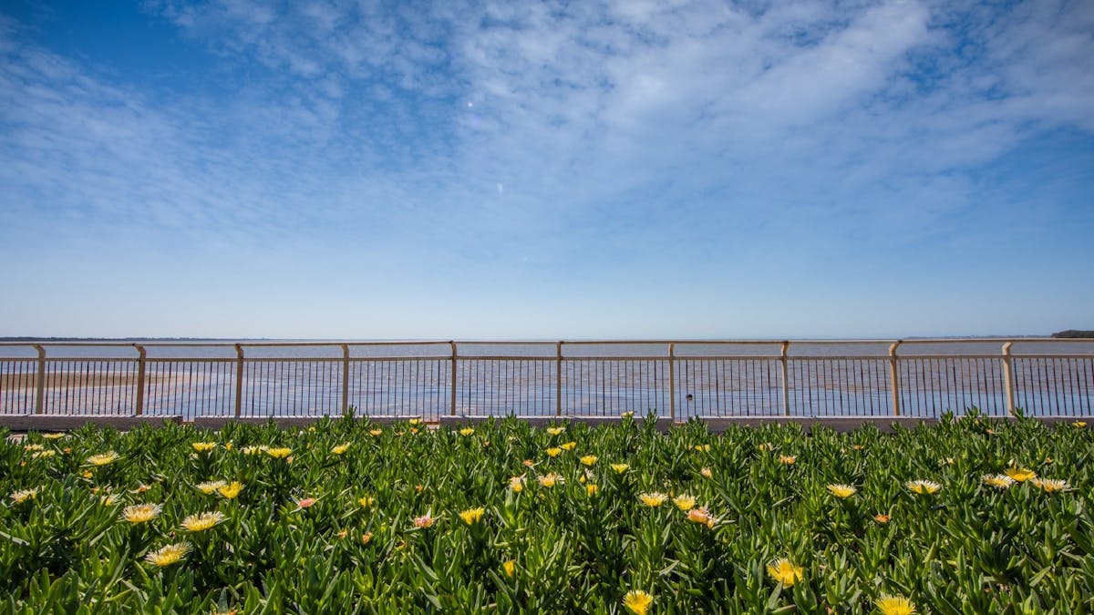 Yellow flower bed running alongside the waterfront boardwalk