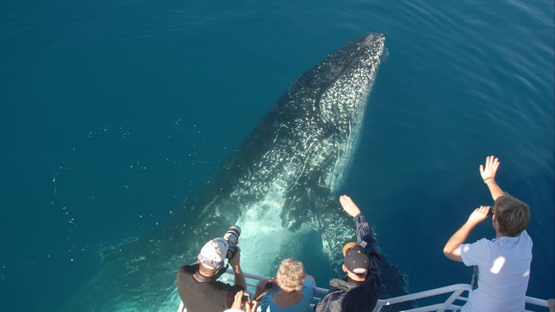 Whalesong Cruises - Whale Watching in Hervey Bay | Visit Fraser Coast