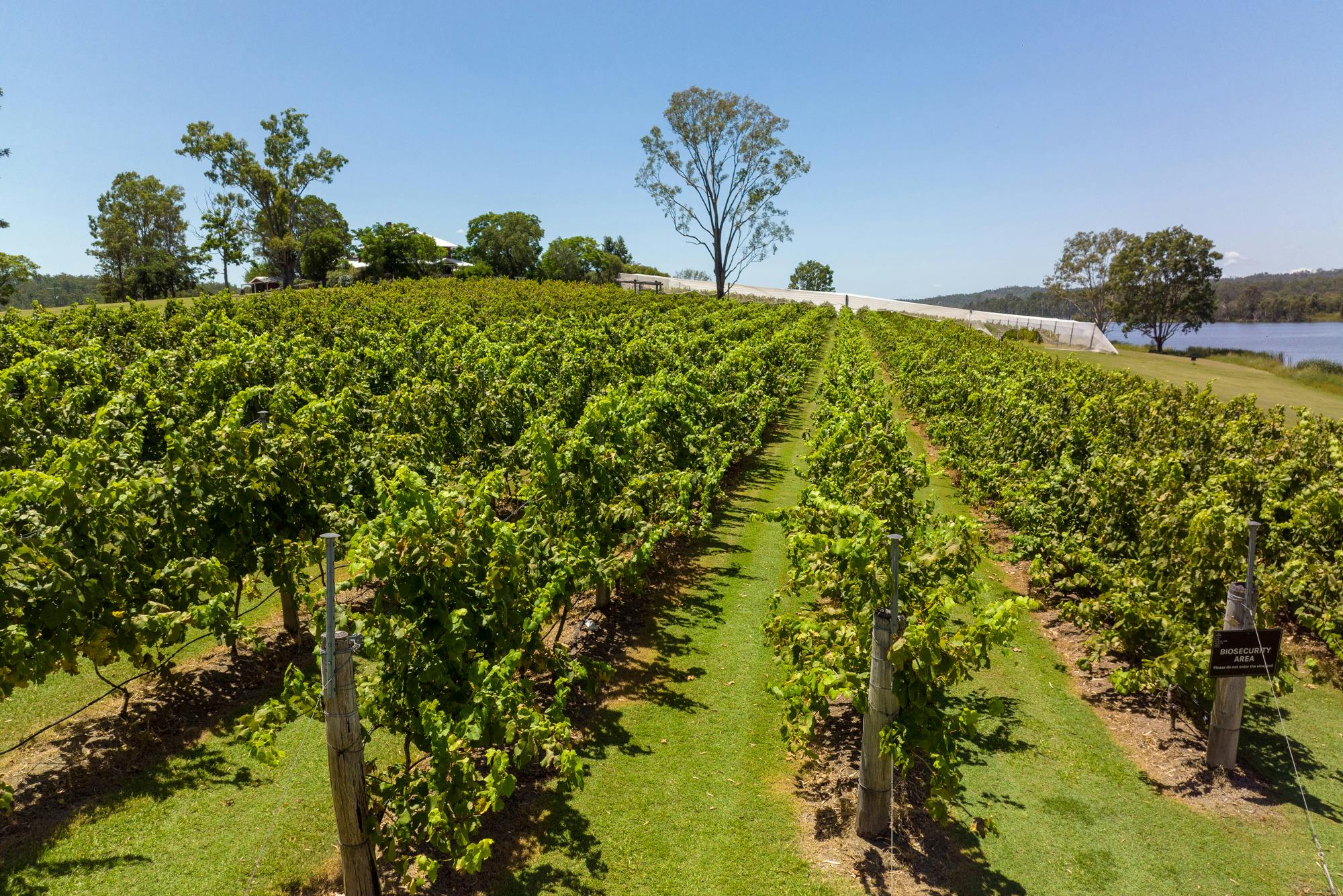 Vineyard