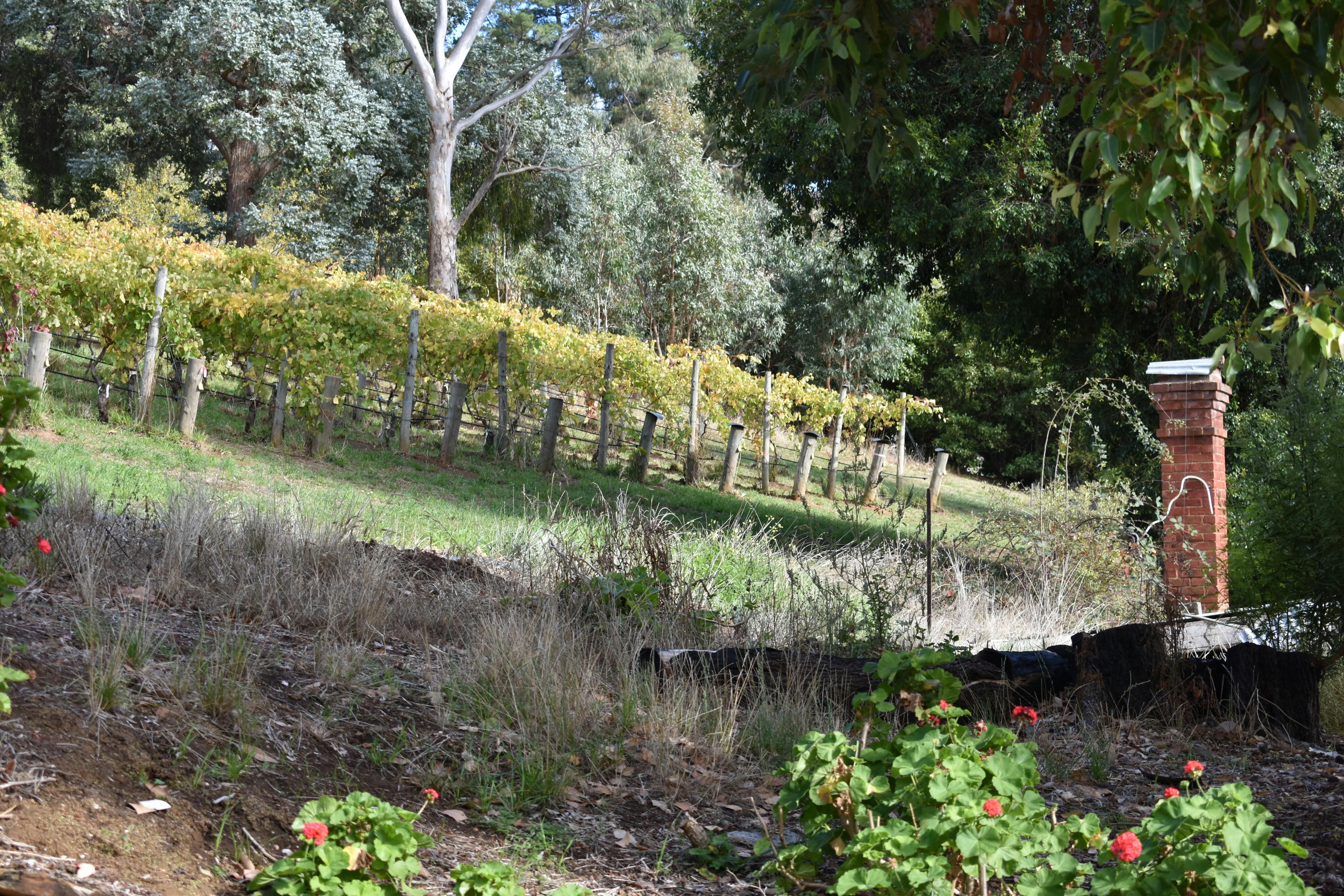 Ten Miles East Vineyard