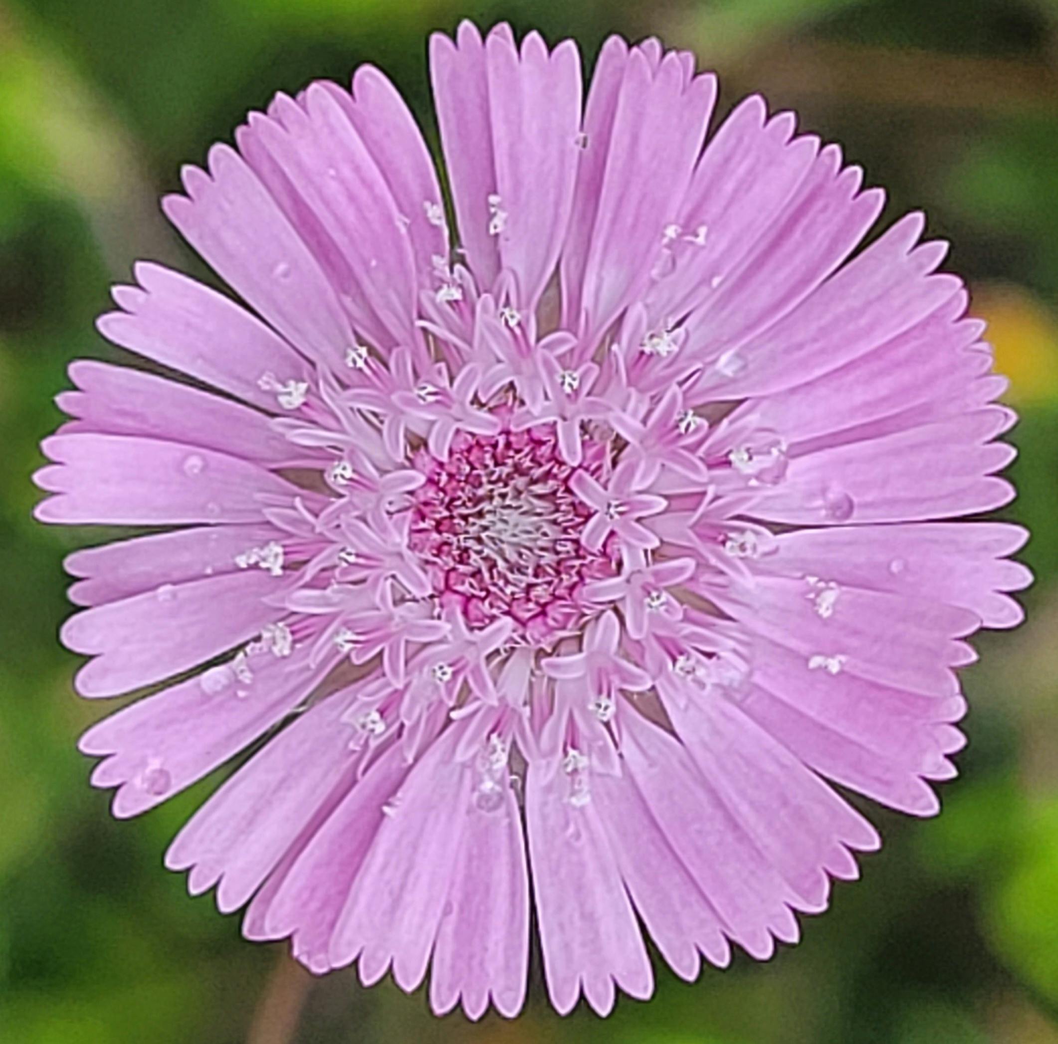 Wildflower Display Collie Visitor Centre