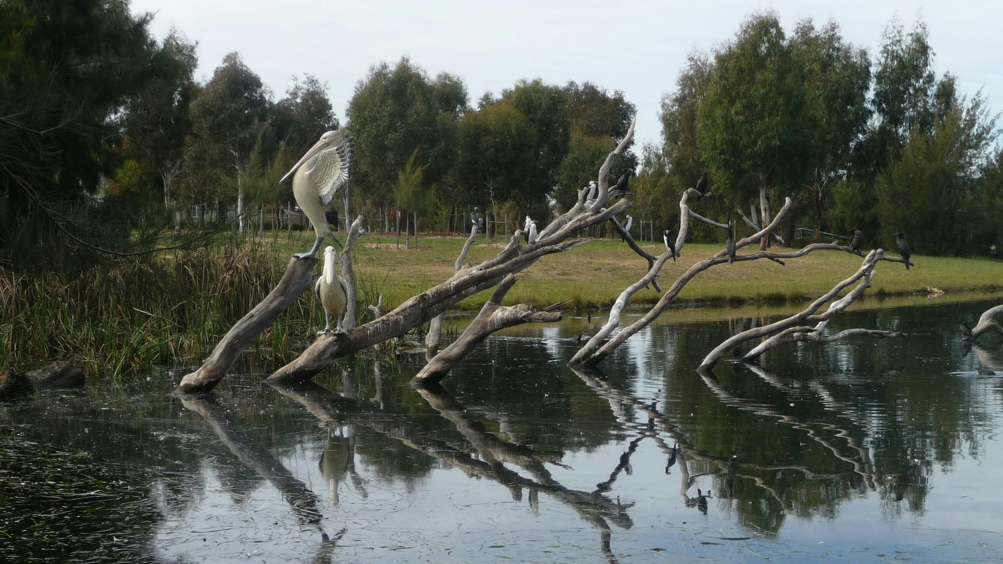 Large bird sitting on a tree in a waterway