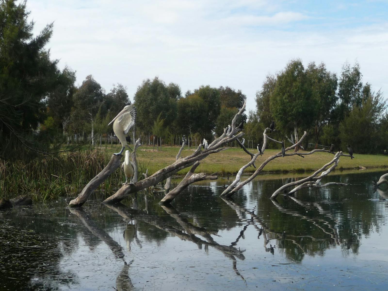Large bird sitting on a tree in a waterway