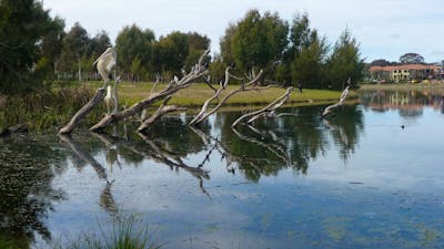 Large bird sitting on a tree in a waterway