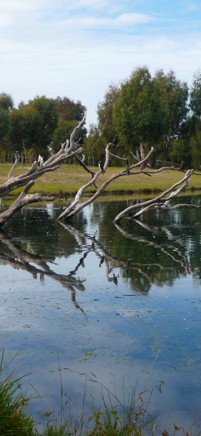Large bird sitting on a tree in a waterway