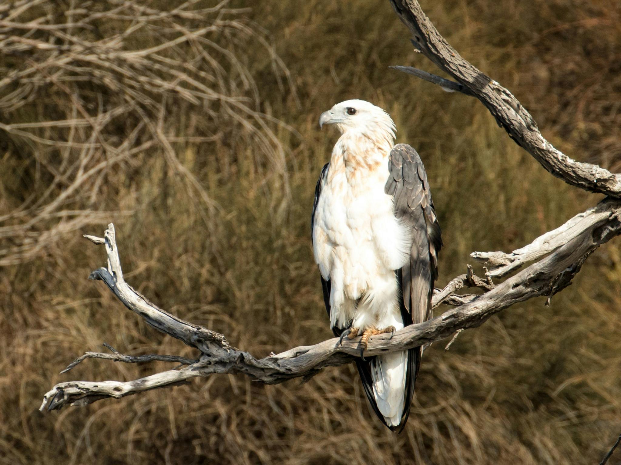 a magnificent sea eagle purchases on a tree limb