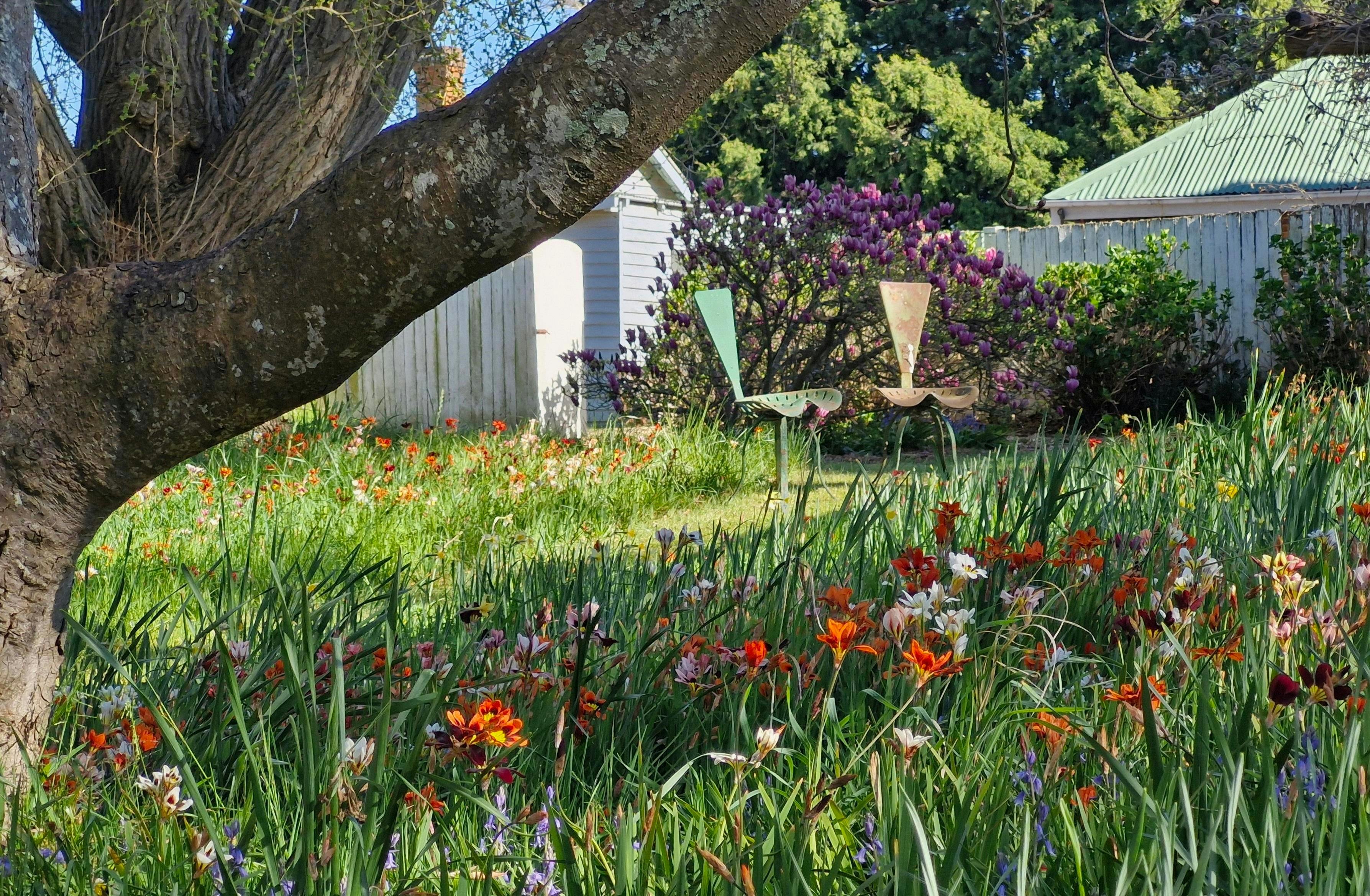 A meadow of sparaxis flowers