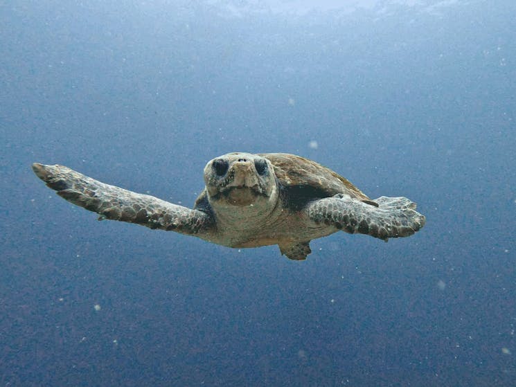 Underwater image of Loggerhead Turtle looking directly at camera, relaxed and mid swim.