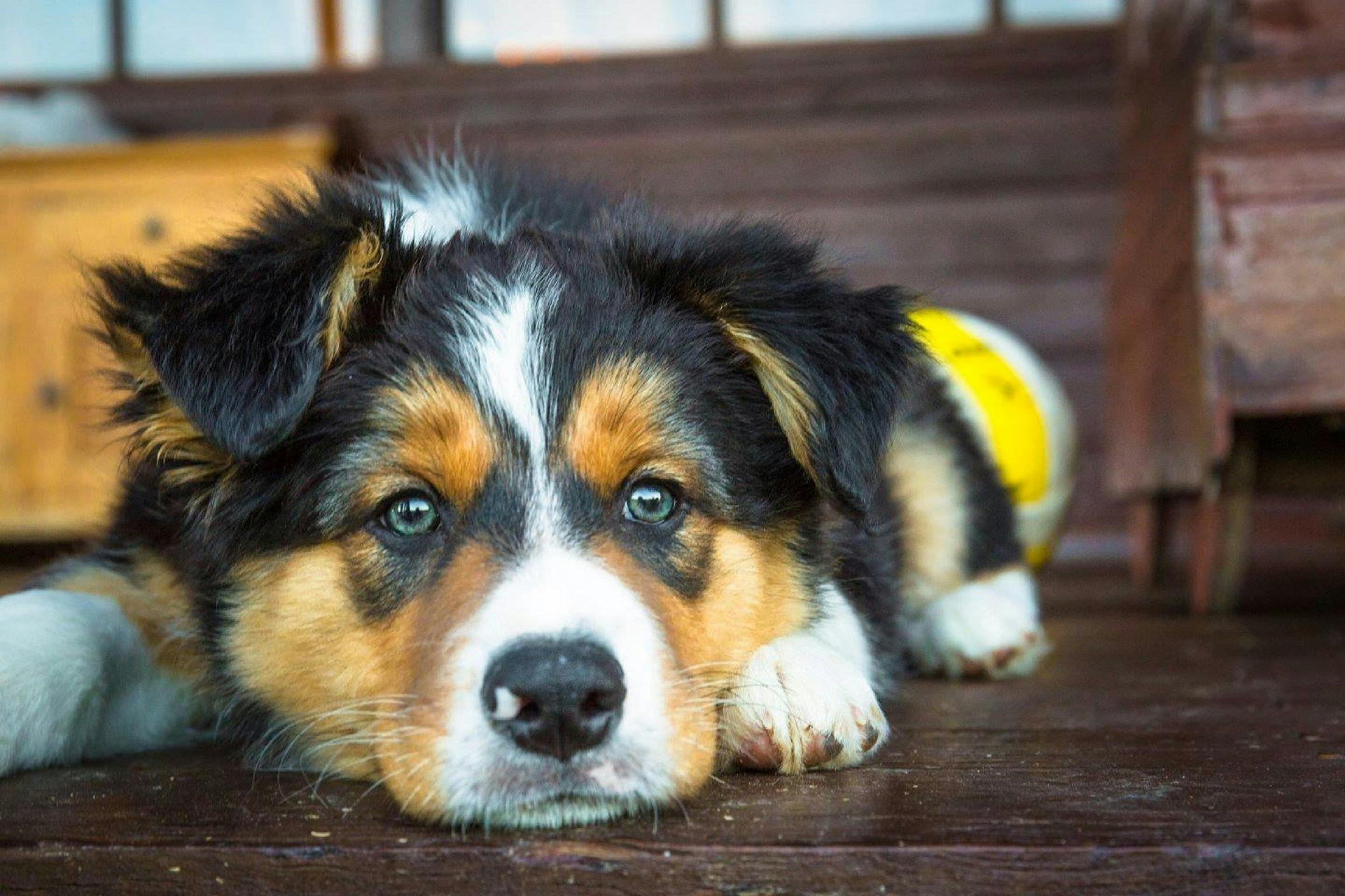 麥克斯，他們的地窖犬