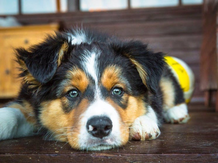 Max, their cellar dog